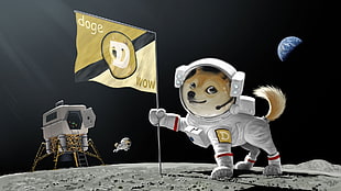 Doge Wow digital wallpaper, doge, space, Moon, artwork