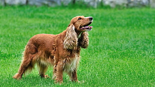 long-coated brown dog, dog, spaniels, grass, animals