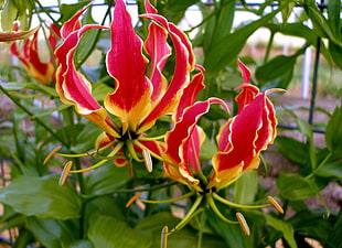 red and yellow flower