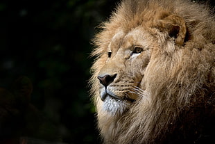 Lion head close-up photo HD wallpaper