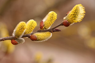 macro photography of yellow petaled flower HD wallpaper