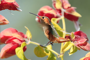 orange and grey hummingbird HD wallpaper