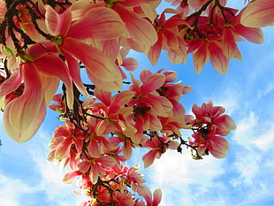 red-and-yellow petaled flowers