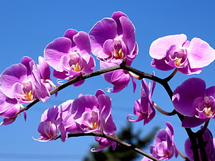 macro shot photography of purple orchid