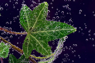 green 5-leafed plant, Ivy, Leaf, Drops