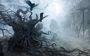 birds, raven, fantasy art