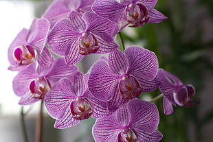 shallow focus photography of purple flower lot, orchids HD wallpaper