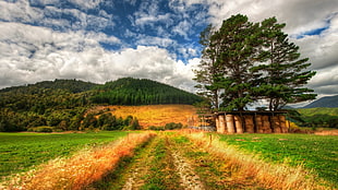 green grass, nature, HDR, landscape, trees