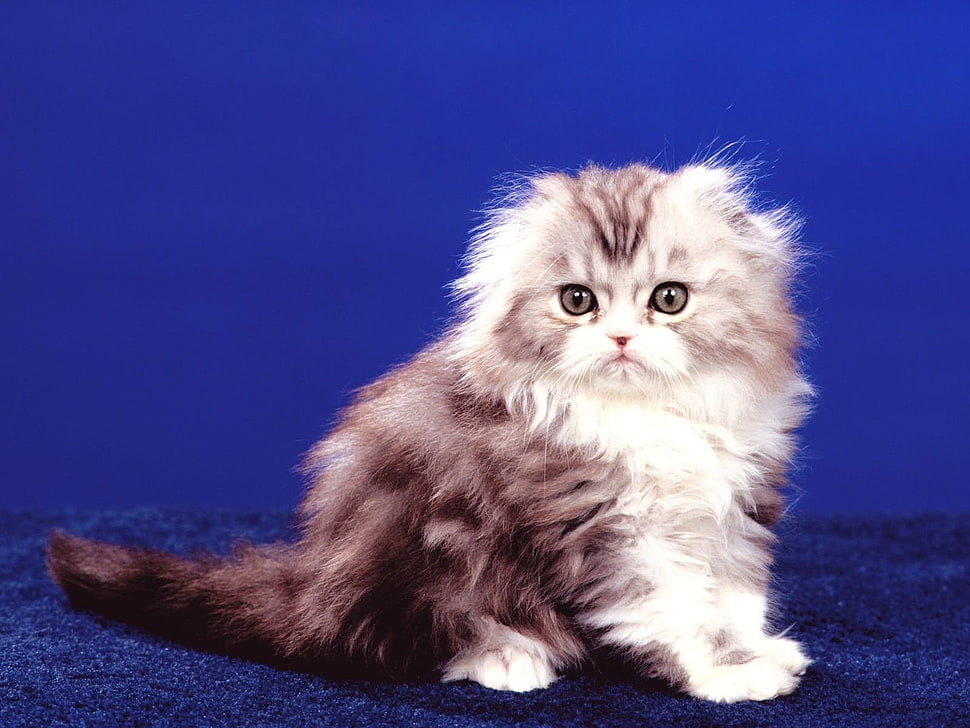 grey and white Persian kitten HD wallpaper