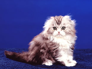 grey and white Persian kitten HD wallpaper
