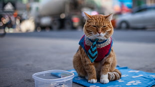 orange Tabby cat in blue necktie HD wallpaper