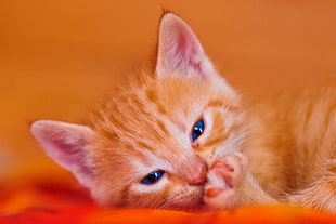 orange tabby kitten HD wallpaper