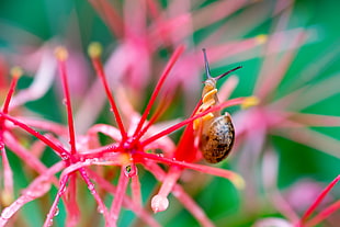 macro photography of snail on red flower HD wallpaper