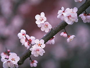 Cherry blossom flowers HD wallpaper