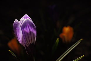 purple petal flower, crocus