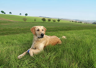 photo of Labrador Retriever on grass field HD wallpaper