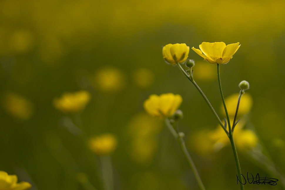 depth of view photography of yellow petal flower HD wallpaper