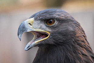 black Eagle, golden eagle