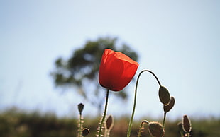 red flower photography during daytime