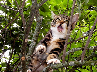 white and brown cat