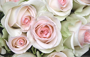 white-and-pink rose flowers HD wallpaper