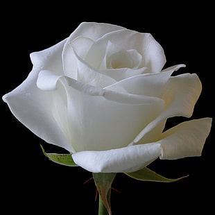 white rose in close up photography HD wallpaper