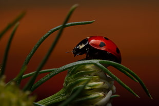 red and black bug on green leaf plant, ladybug HD wallpaper