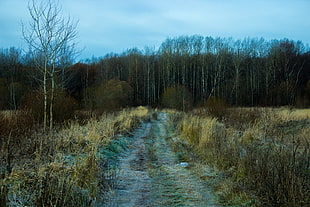 green trees, forest, nature, landscape, trees