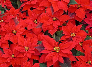 close up photo of Poinsettia flower HD wallpaper