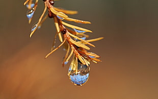 red and blue feather decor, macro, water drops, plants