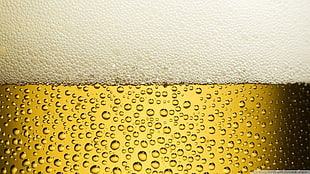 clear glass beer mug, beer, alcohol HD wallpaper
