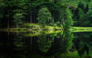 green leafed trees, nature, landscape, mirror, water HD wallpaper