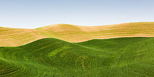 green grass field under blue sky HD wallpaper