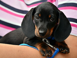 black and brown dachshund puppy