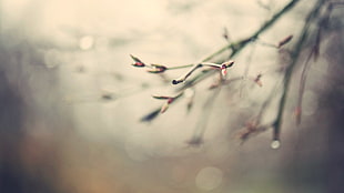 selective focus photography of branch with flower buds