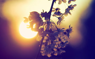 golden Hour macro photography of Orange Blossom