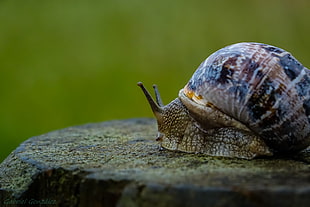 brown and black Garden Snail on concrete surface close up focus photo HD wallpaper
