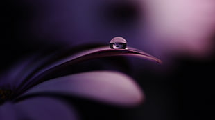 shallow focus photography on water droplet