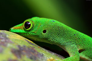 close-up photography of green lizard HD wallpaper