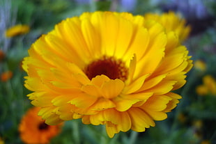 yellow Gerbera flower HD wallpaper