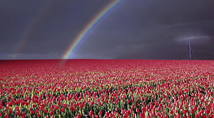 red flower plantation under a rainbow HD wallpaper
