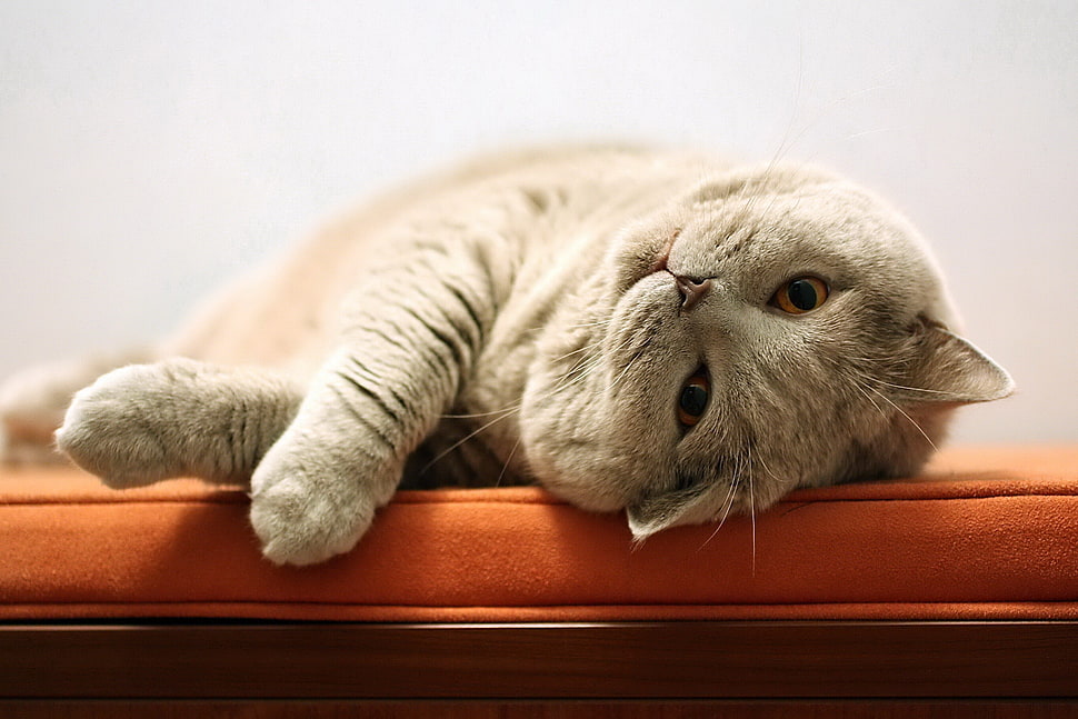 brown and gray cat laying on orange cushion HD wallpaper