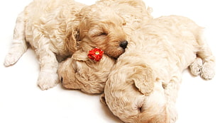 three long-coated puppies