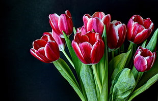 red tulips HD wallpaper