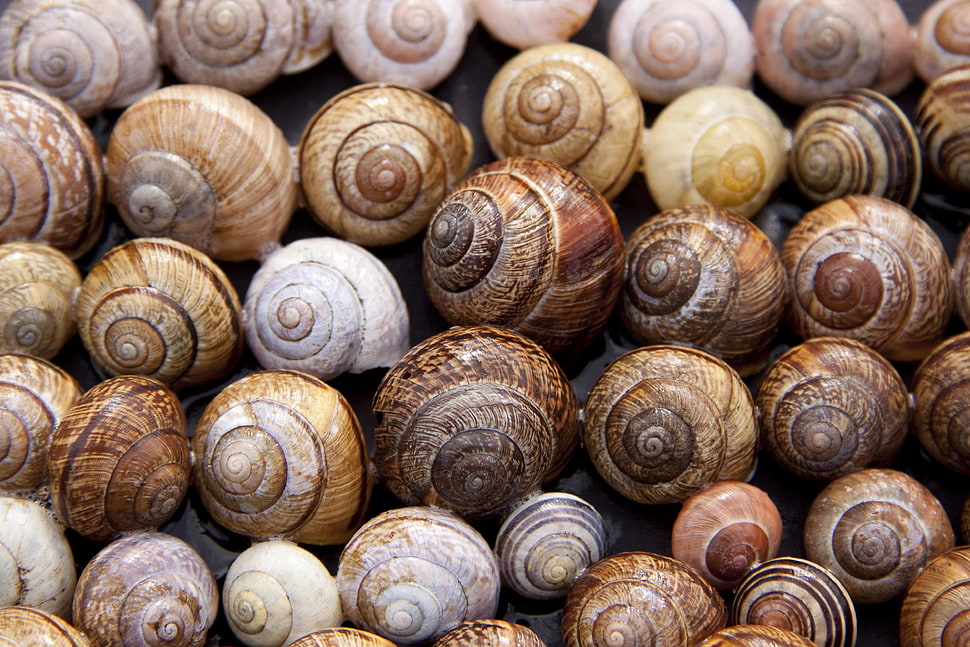 close up photo of snails nautilus shells HD wallpaper
