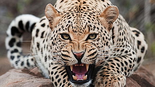 leopard, Jaguar, animals, leopard, teeth HD wallpaper