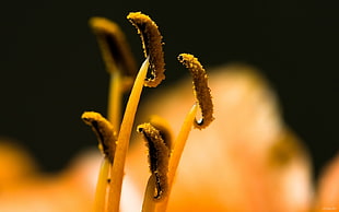 brown plant macro shot