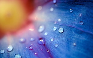 close up photo of water dew on top of blue surface HD wallpaper