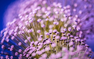 purple petaled flower lot, flowers, macro, purple flowers HD wallpaper