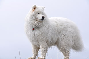 large size long-coat white dog HD wallpaper